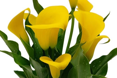 Calla Lily Variety Thumbnail Yellow.jpg